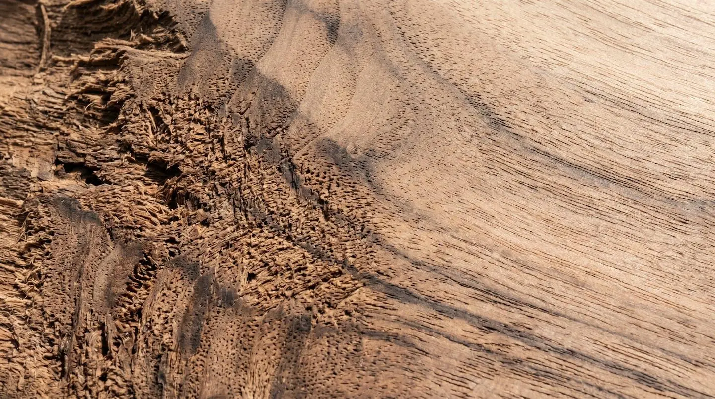 Gros plan extrême sur la texture d'un bois de chêne révélant le contraste entre une zone lisse et une zone rugueuse avec fibres apparentes